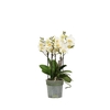 Phalaenopsis MF white 12Ø 45cm 3st 30fl