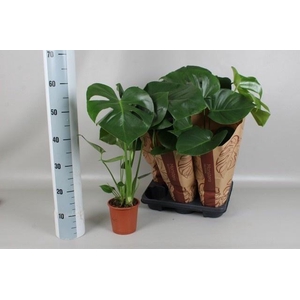 MONSTERA DELICIOSA