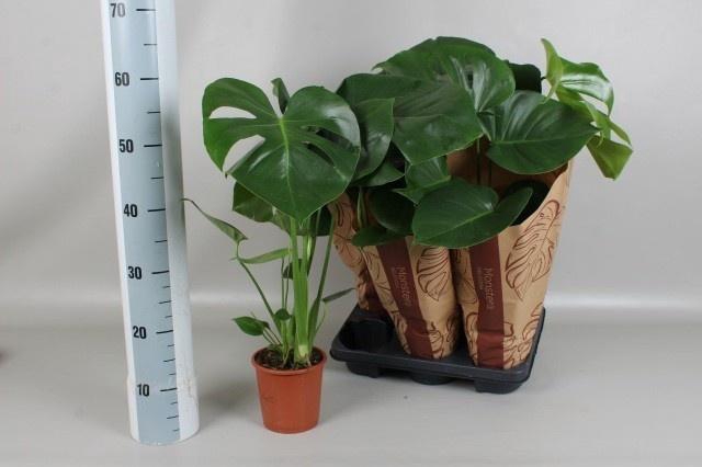 <h4>MONSTERA DELICIOSA</h4>