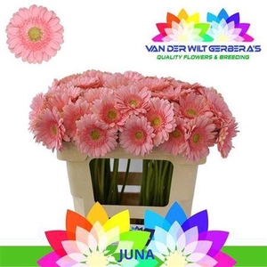 Ge Mi Juna 08 CM,AQUA,(NL),(20)