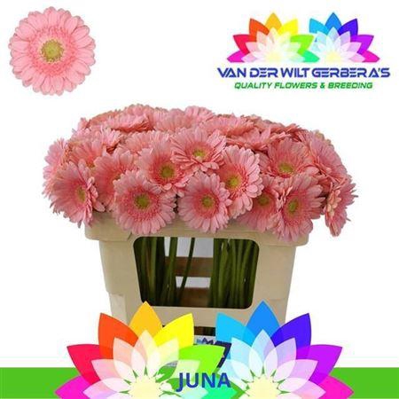 <h4>Ge Mi Juna 08 CM,AQUA,(NL),(20)</h4>