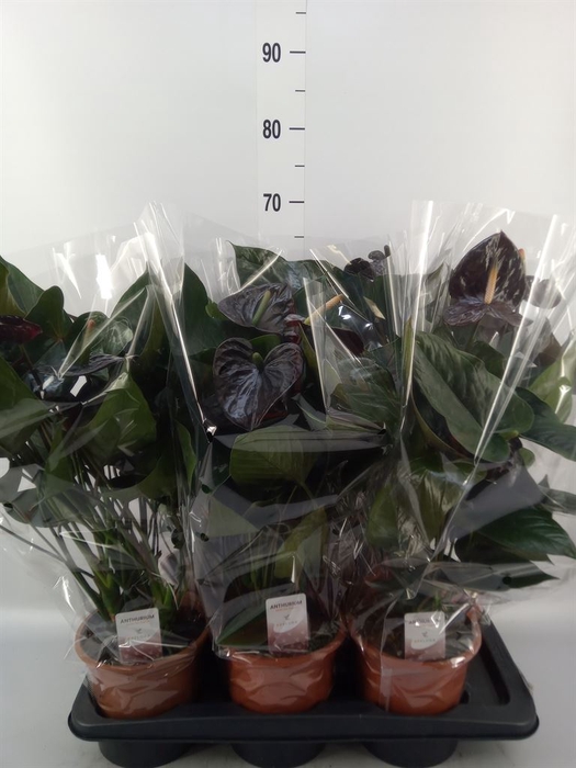 <h4>Anthurium andr. 'Jambo Black'</h4>