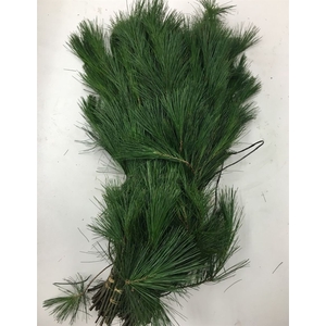 Pinus Strobus Handbos 500g