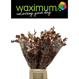 EUC CIN KLB P BOS H%