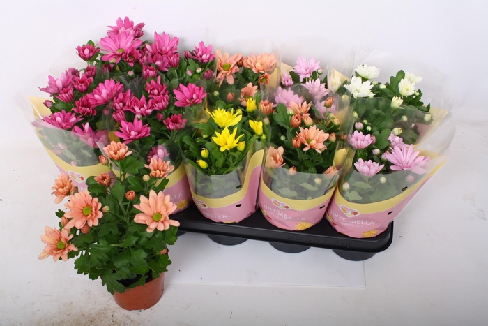 <h4>CHRYS GEM 5 KL</h4>