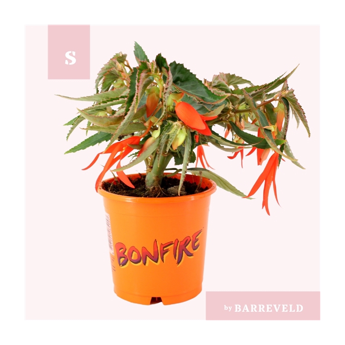 <h4>Begonia Bonfire oranje</h4>
