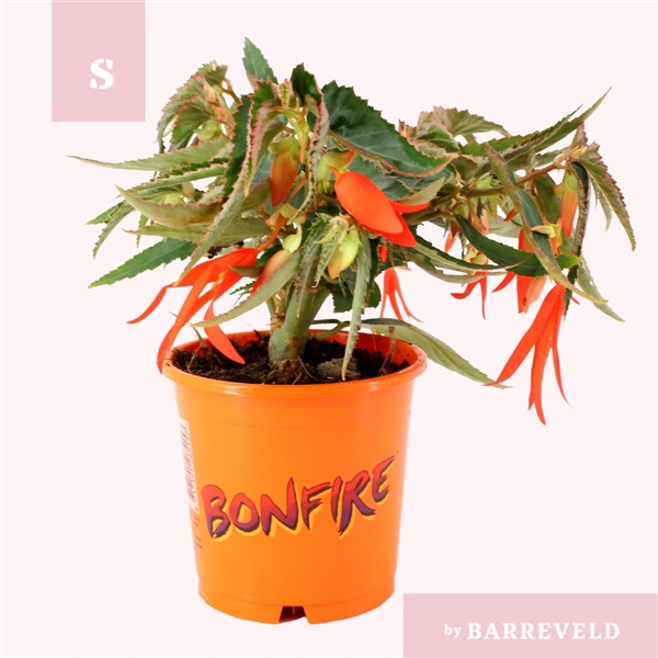 Begonia Bonfire oranje
