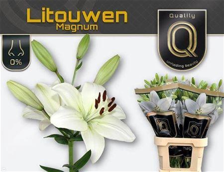 <h4>Li La Litouwen 5+</h4>