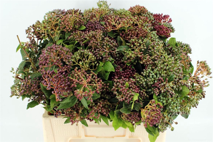 <h4>Viburnum Bes Bos</h4>