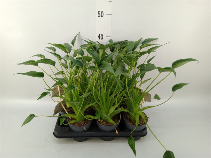 <h4>Alocasia   ...</h4>