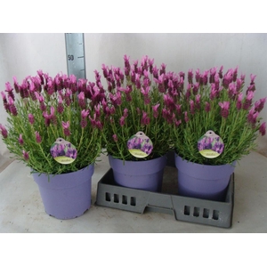 Lavandula stoec.