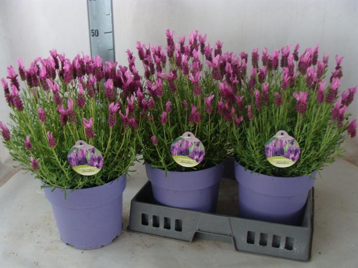 <h4>Lavandula stoec.</h4>