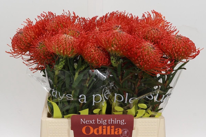 <h4>Nutans Succession</h4>