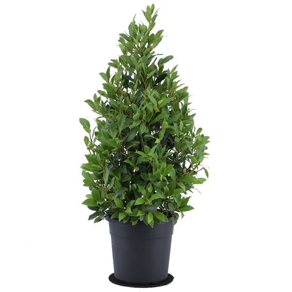 <h4>Laurus nobilis Piramide</h4>