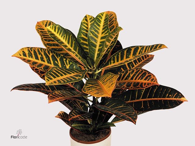 Croton Petra