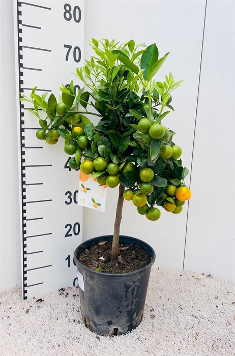 <h4>Citrus Calamondin On Stem P21</h4>