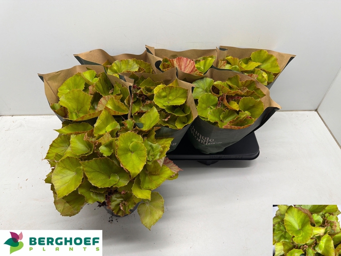 <h4>BEG BLAD OV</h4>