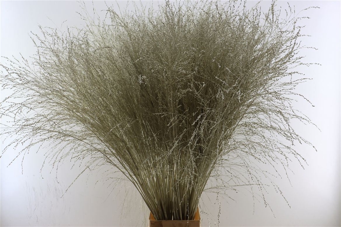 <h4>Siergras Panicum Thundercld Kbh Platina Stem</h4>