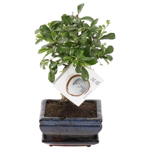 Bonsai 'Carmona macr.' in ø12cm Ceramic Ball Shape with Saucer