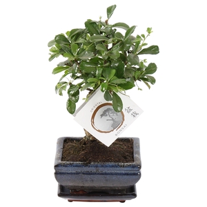 Bonsai 'Carmona macr.' in ø12cm Ceramic Ball Shape with Saucer