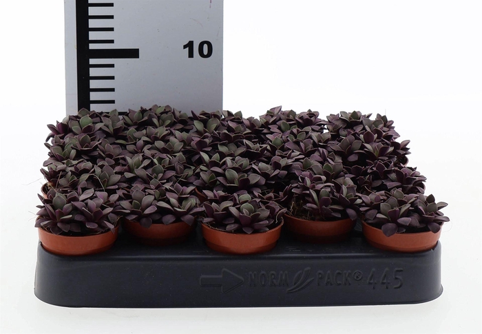 <h4>Succulents   ...</h4>