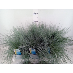 Festuca glauca 'Intens Blue'