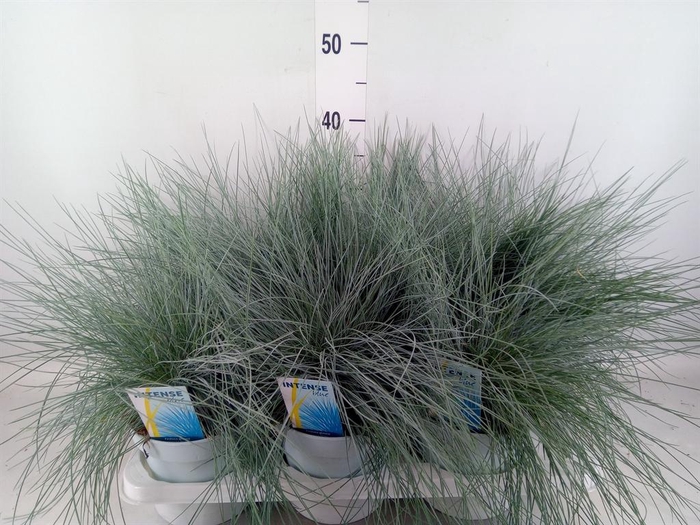 <h4>Festuca glauca 'Intens Blue'</h4>
