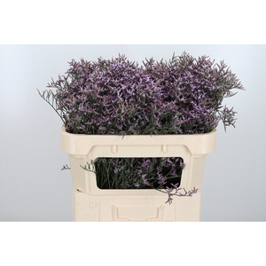Limon Safora Lilac
