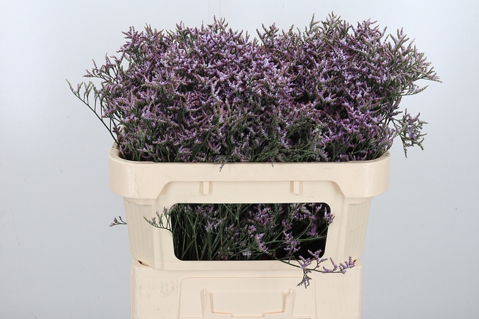 <h4>Limon Safora Lilac</h4>