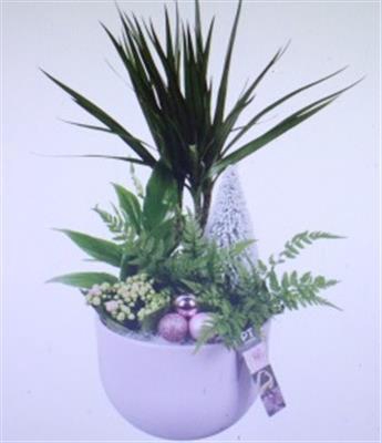 <h4>3516 ROZE KER DRAC</h4>