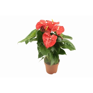 Anthurium XL.88  Aloha Red pot 17cm