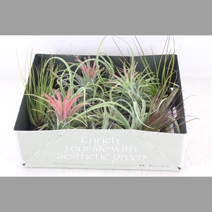 arr3 CP - Till. Doos mix x20