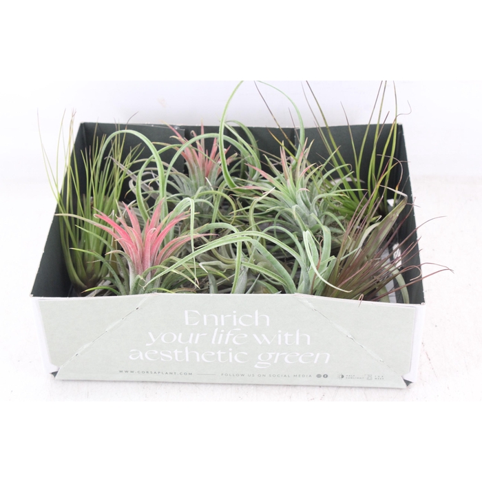 <h4>Arr3 Cp - Till. Doos Mix X20</h4>