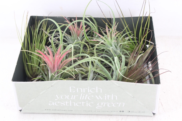 <h4>arr3 CP - Till. Doos mix x20</h4>