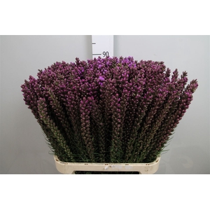 Liatris Callilepis
