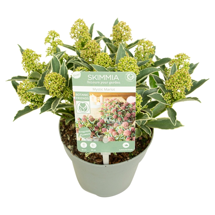<h4>Skimmia japonica 'Mystic Marlot' ® 10+bloem</h4>