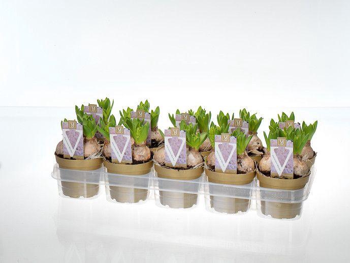 <h4>hyacint white pearl 12cm</h4>