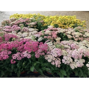 ACHI MILLEFOLIUM