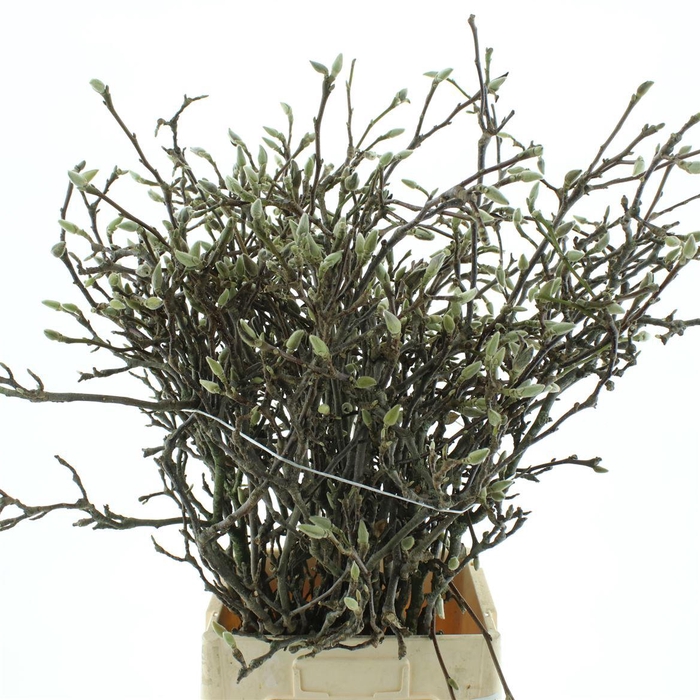 <h4>MAGNOLIA GRANDIFLORA 90CM (GRILLIG)</h4>