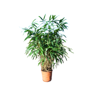 Pseudosasa japonica