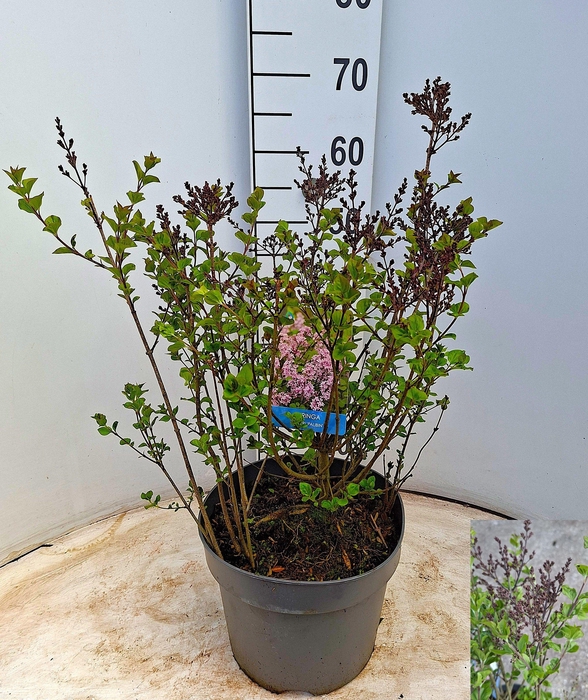 <h4>SYRI MEY PALIBIN</h4>