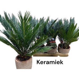CYCAS REVOLUTA