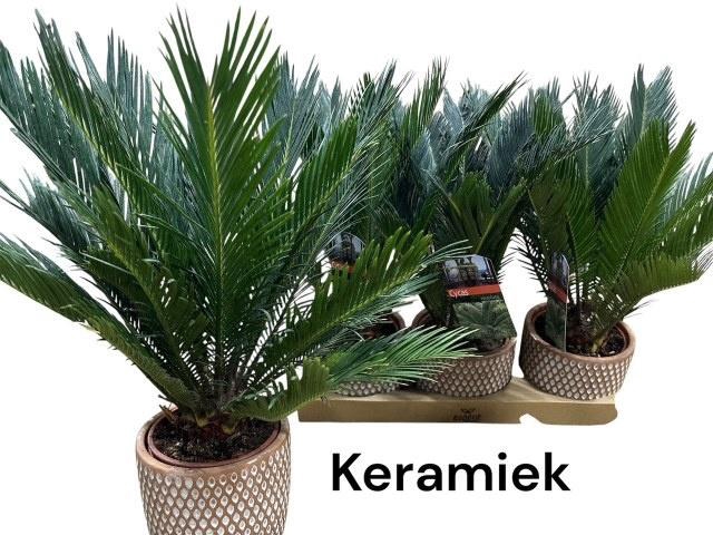 <h4>CYCAS REVOLUTA</h4>