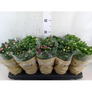 Chrysanthemum   ..mix 5