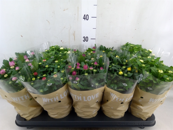 <h4>Chrysanthemum   ..mix 5</h4>