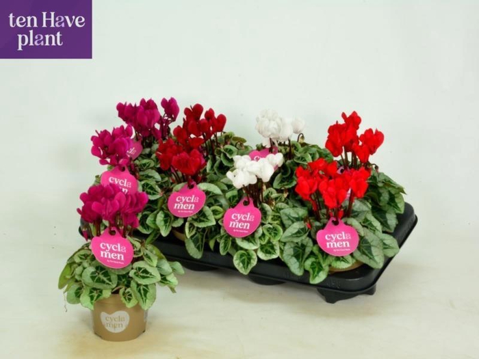 <h4>CYCL KL SUP PICASSO</h4>