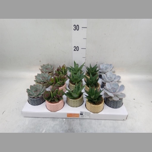 Succulents   ...mix 5