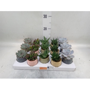 Succulents   ...mix 5