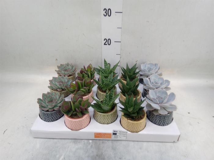 <h4>Succulents   ...mix 5</h4>