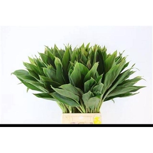 DECOGROEN GROOT BLAD